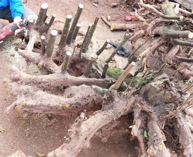 七哥挖到精品丛林金弹子下山桩 给5万都不卖!