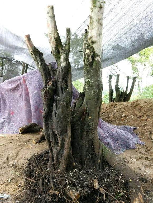金弹子下山桩据说价格只卖500元