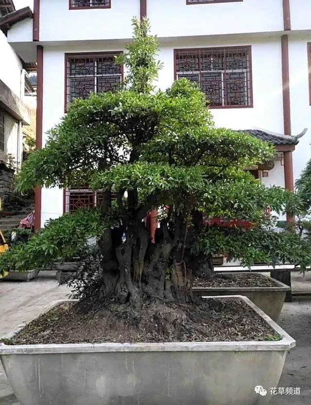 金弹子下山桩 10年价格涨10倍