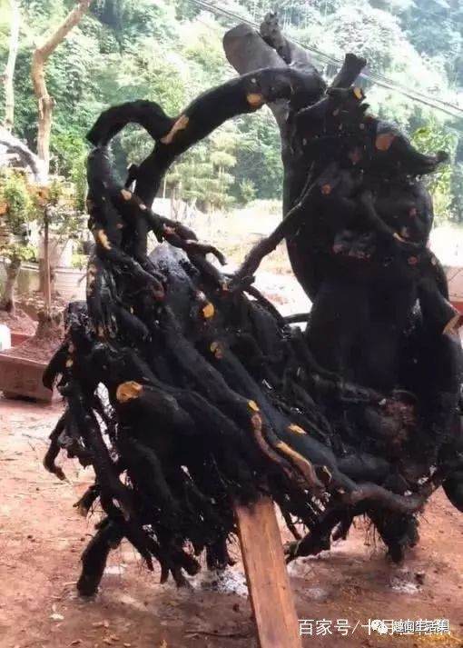 丛林金弹子下山桩 市场价格卖8千
