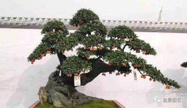 在冬天用给金弹子盆景施肥吗？