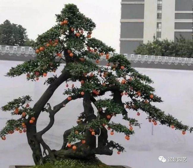 在冬天用给金弹子盆景施肥吗？