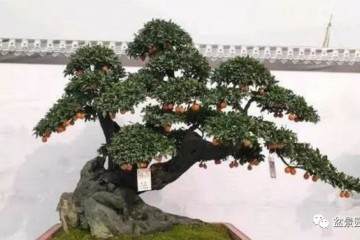 在冬天用给金弹子盆景盆土施肥吗