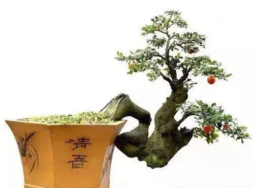 金弹子盆景的翻盆技巧以及修剪方法