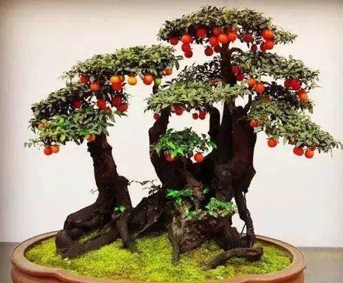 金弹子盆景的翻盆技巧以及修剪方法