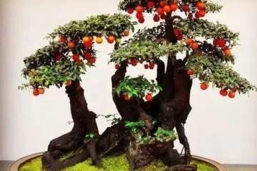 金弹子盆景的翻盆技巧以及修剪方法