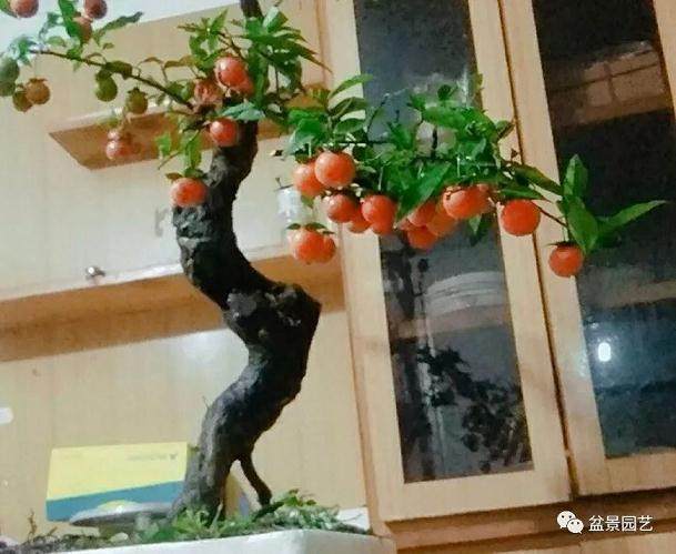 金弹子盆景的挂果有技巧