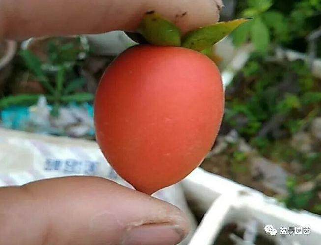 金弹子盆景的挂果有技巧