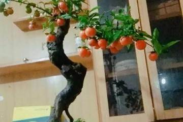 金弹子盆景怎么授粉挂果的技巧