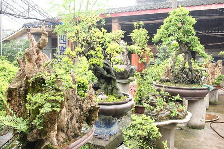 怎样区分金弹子盆景的雌雄株？