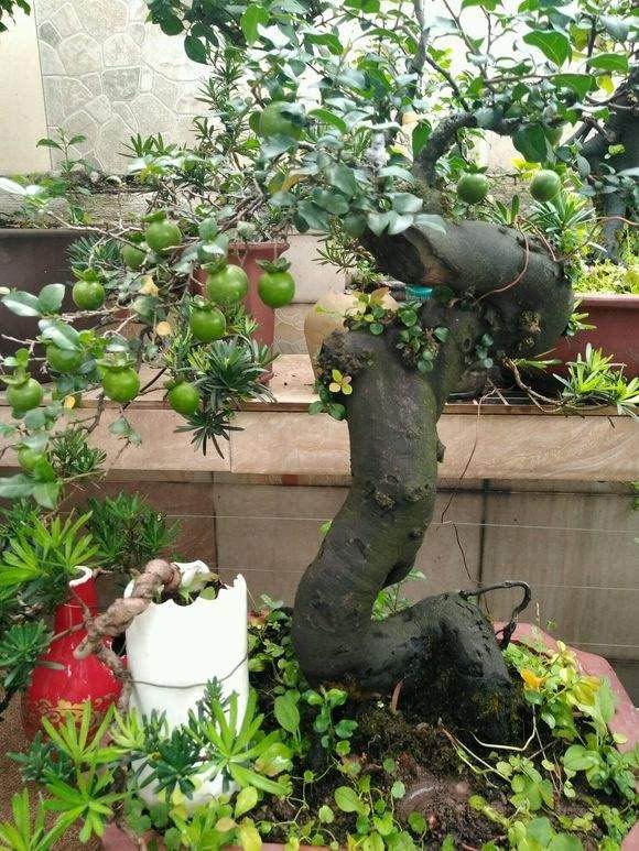 怎样区分金弹子盆景的雌雄株？