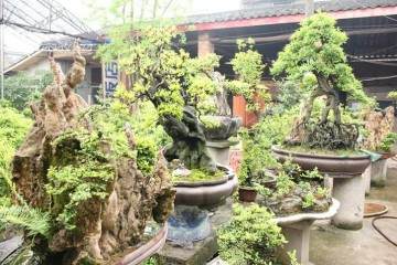 怎样区分野生金弹子盆景的雌雄公母株