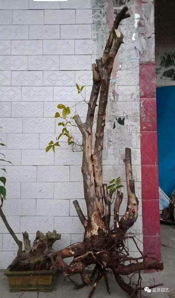 对金弹子盆景的设计图