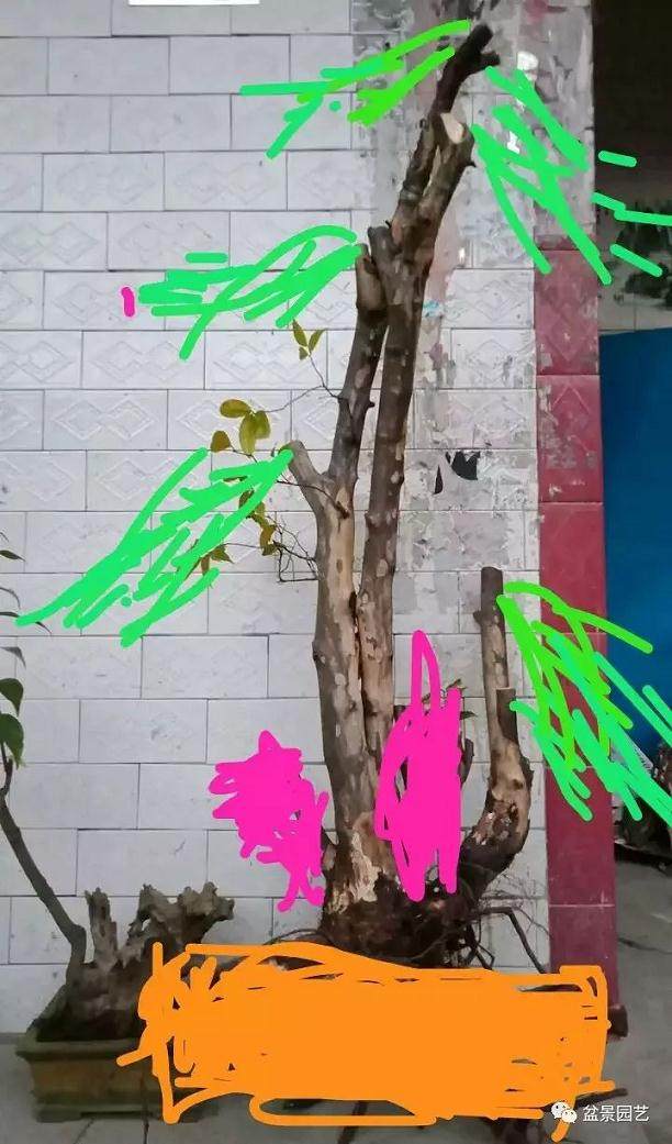 对金弹子盆景的设计图