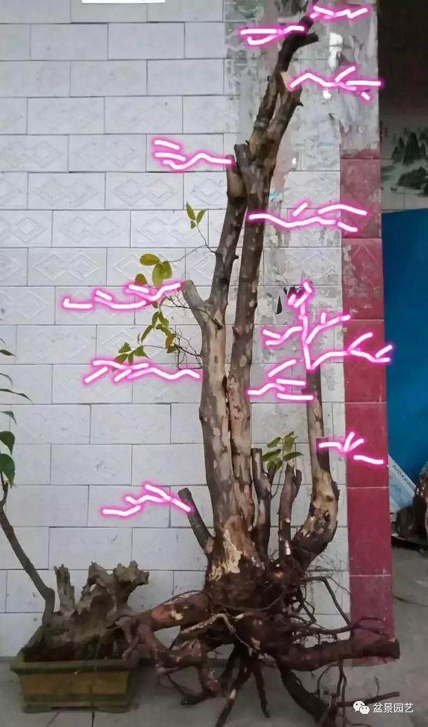 对金弹子盆景的设计图