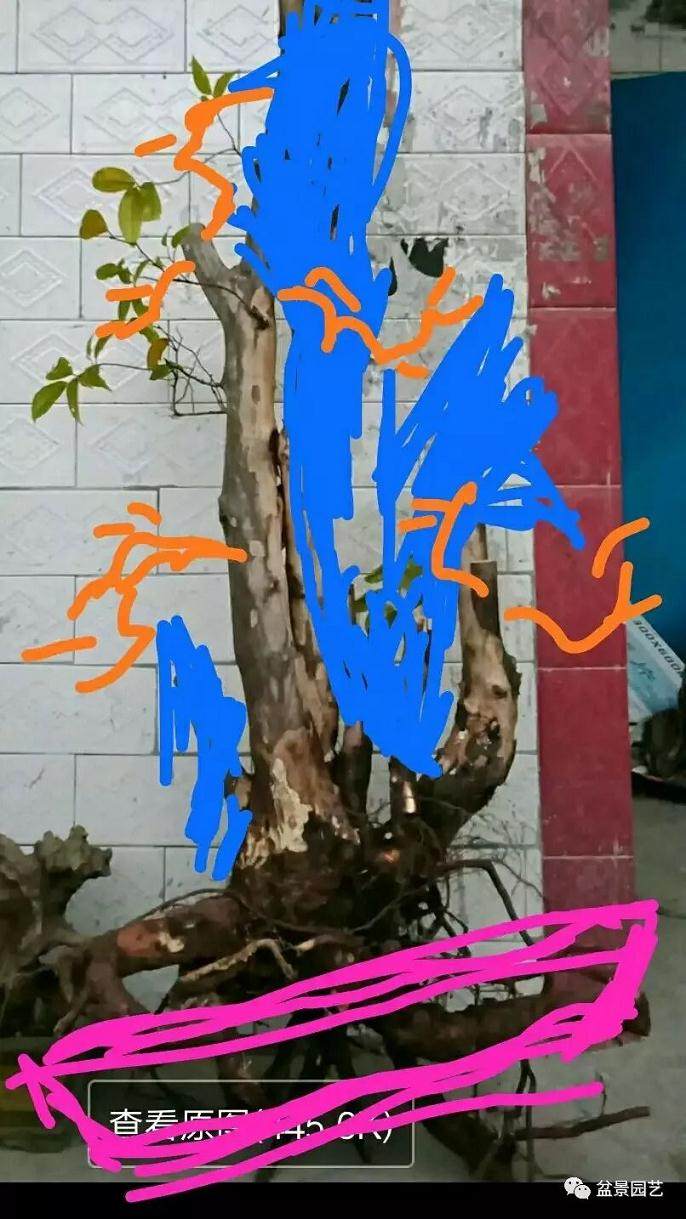 对金弹子盆景的设计图