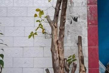 对金弹子盆景枝条的发芽设计图 图片