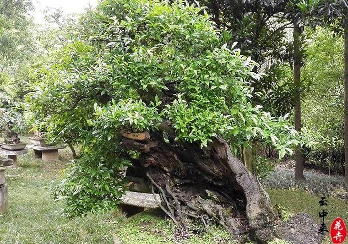 金弹子盆景对于土壤的要求不高