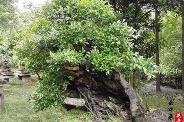 金弹子盆景对于土壤的要求不高