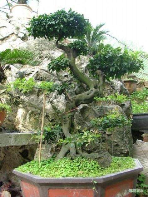 为什么不要在开花季节 购买金弹子盆景?