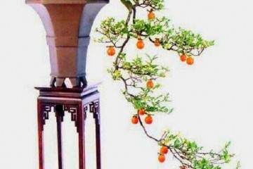 金弹子盆景授粉后为什么会掉果呢