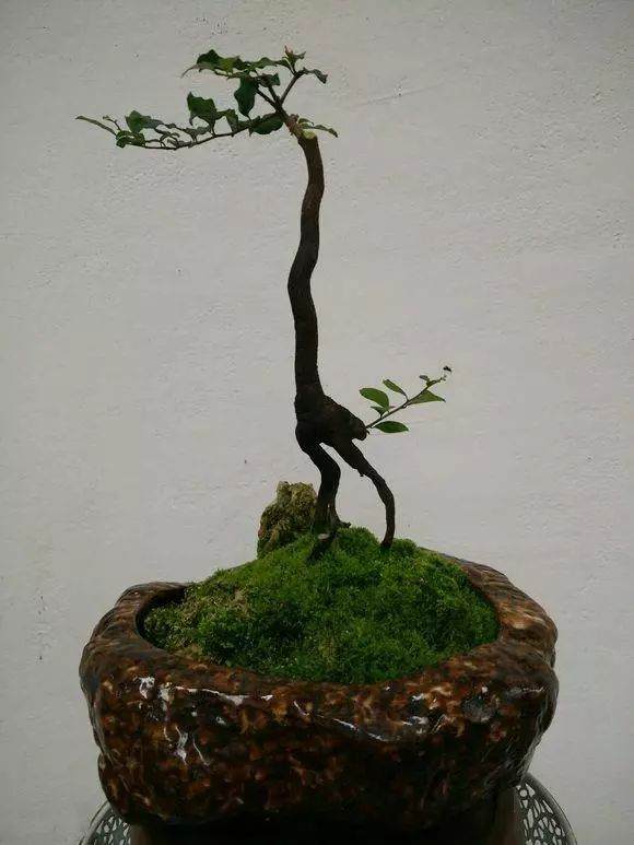 看我制作的金弹子盆景 像什么动物呢?