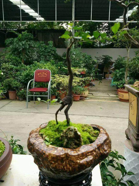 看我制作的金弹子盆景 像什么动物呢?