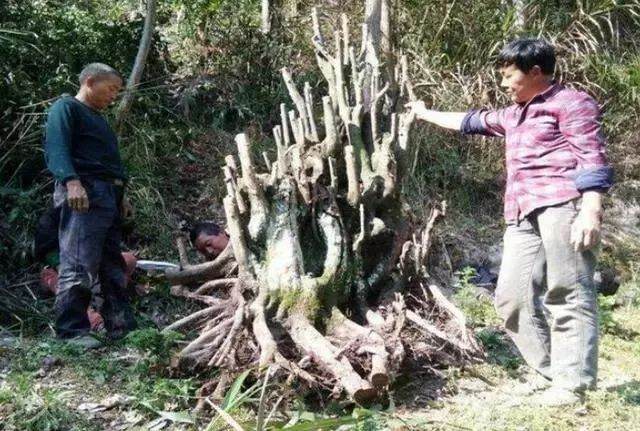 你有没有见过八抬大轿的金弹子盆景？