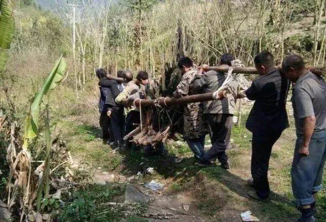 你有没有见过八抬大轿的金弹子盆景？