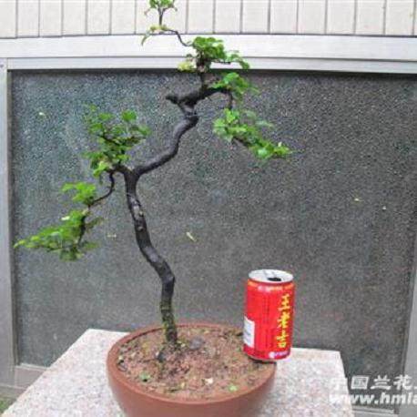 如何认识金弹子文人盆景?