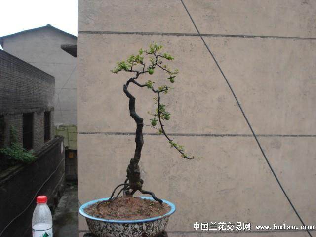 如何认识金弹子文人盆景?