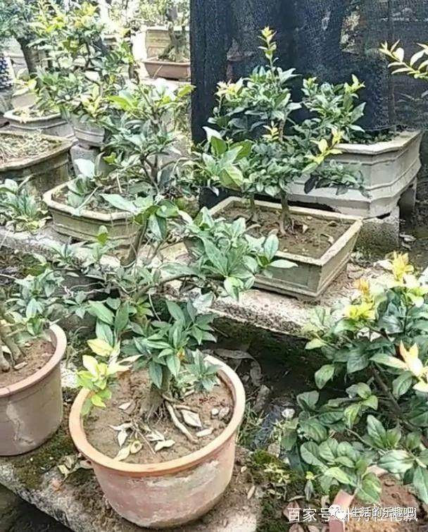 牛人这样扦插金弹子盆景 1年养活上百盆 多图