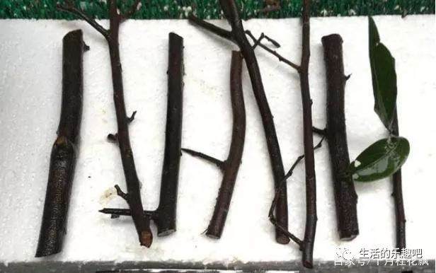 牛人这样扦插金弹子盆景 1年养活上百盆 多图