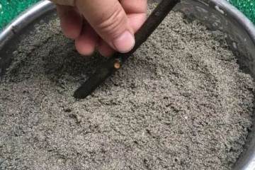 牛人这样扦插金弹子盆景 1年养活上百盆