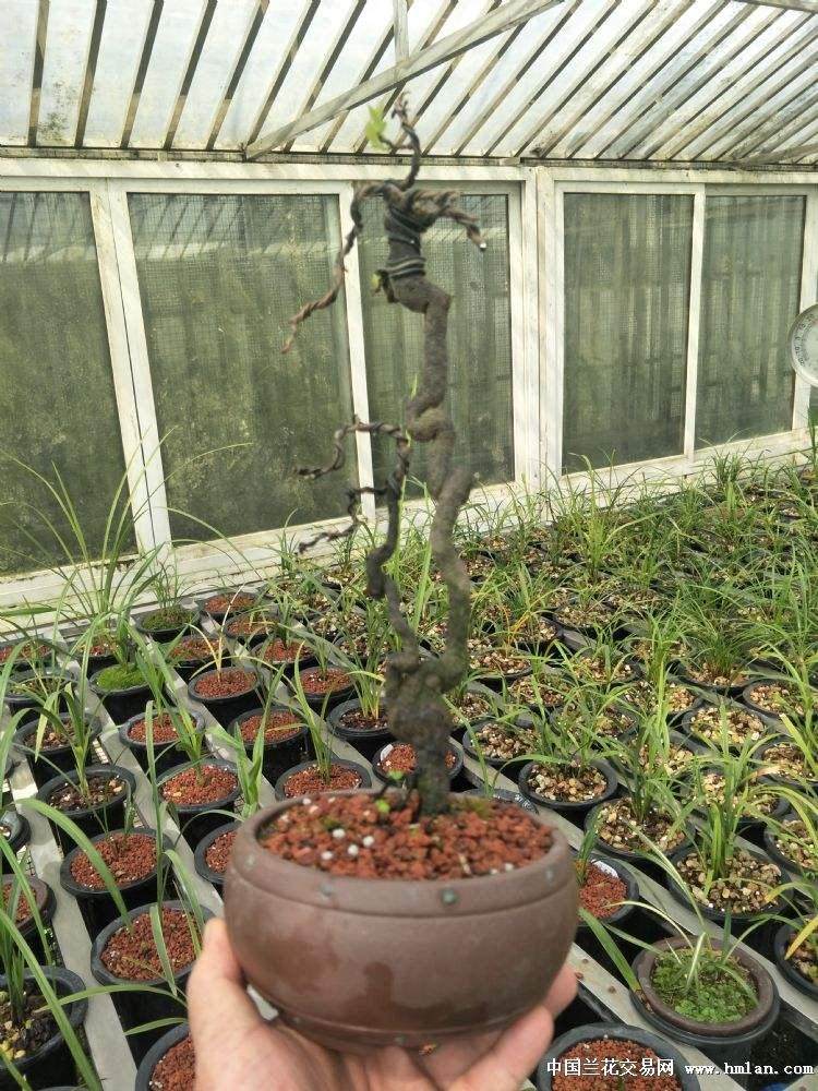 养护金弹子盆景要合理浇水可快速发芽