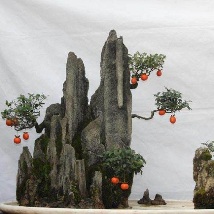 养护金弹子盆景要合理浇水可快速发芽