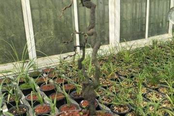 养护金弹子盆景要合理浇水可快速发芽