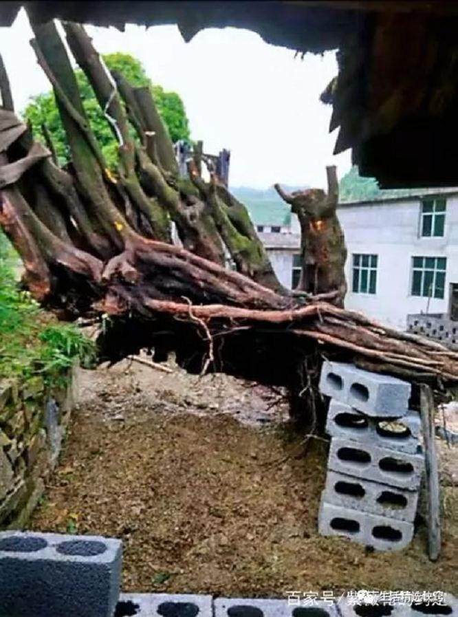 大爷挖到金弹子下山桩 土豪出价格8万