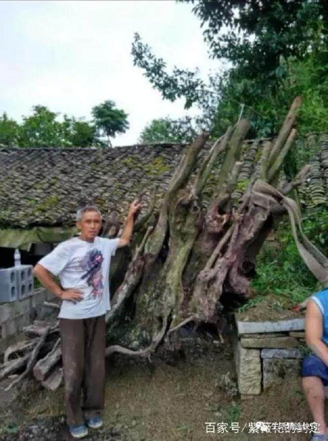 大爷挖到金弹子下山桩 土豪出价格8万