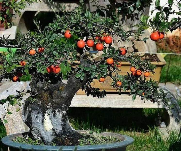 金弹子盆景上盆时 要注意3个要点