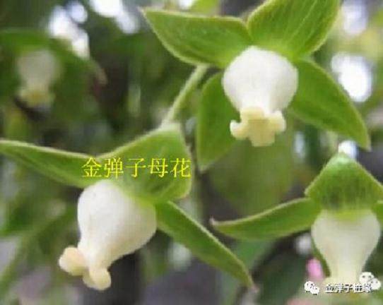 灌木金弹子 - 目前最常见盆景桩材