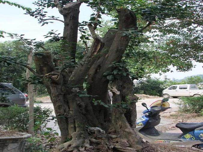 偷挖金弹子下山桩 被识破 男子大喊3声 快撤