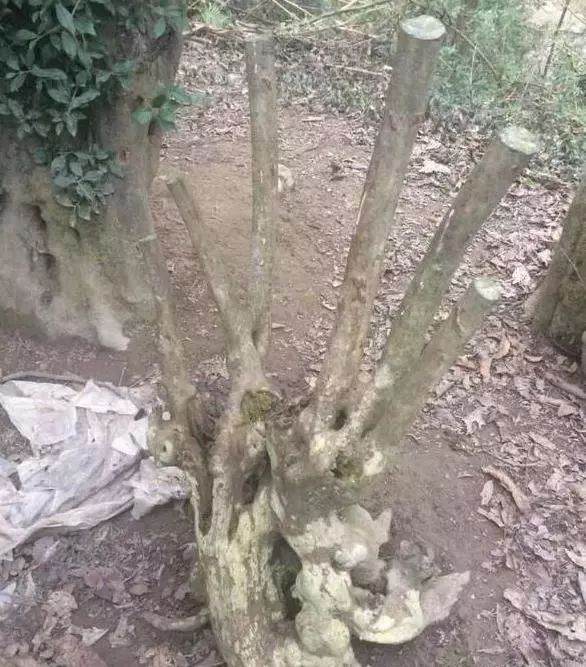 爷爷捡的金弹子下山桩 养了3年 翻几倍