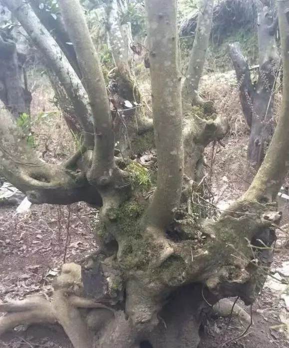 爷爷捡的金弹子下山桩 养了3年 翻几倍