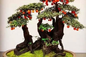 让金弹子盆景枝头挂满果的4种方法