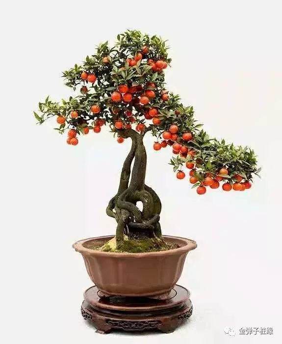 金弹子盆景的最好修剪时候