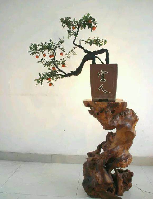 金弹子盆景一般采用播种、扦插进行繁殖