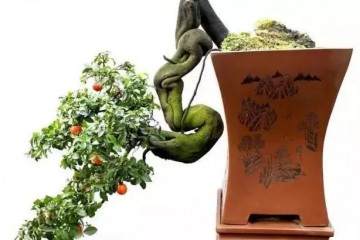 金弹子老桩盆景怎样扦插进行繁殖