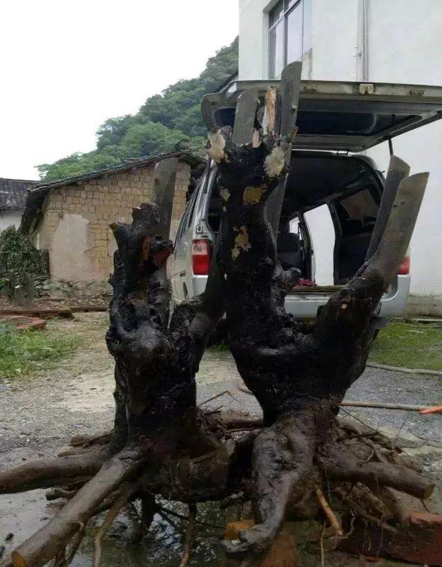 表哥买的金弹子下山桩 面包车都装不下