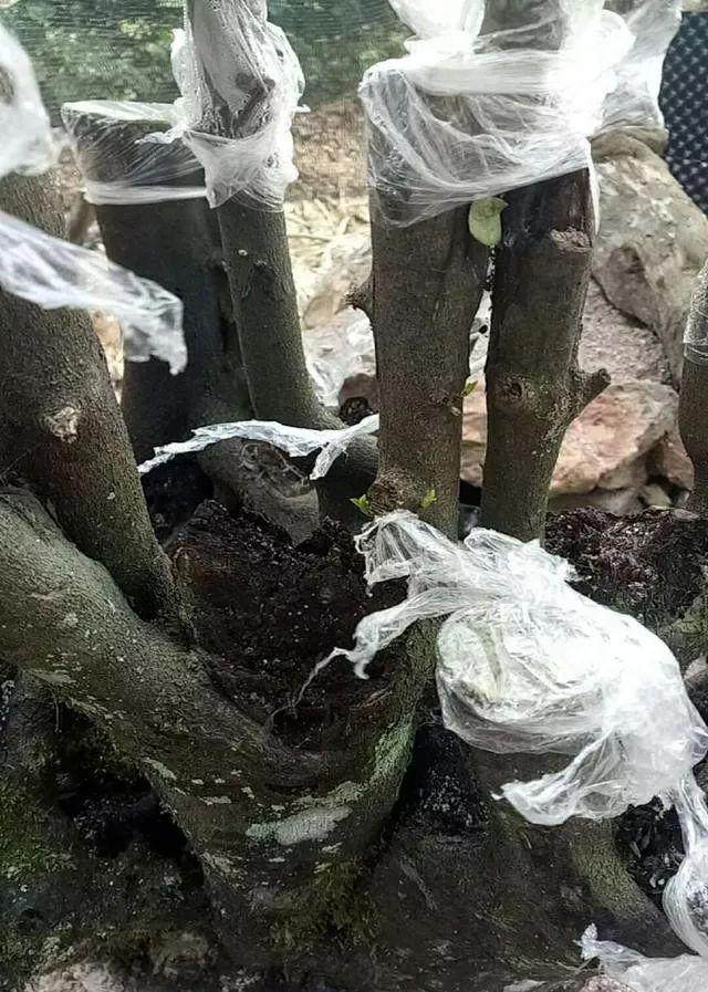 表哥买的金弹子下山桩 面包车都装不下